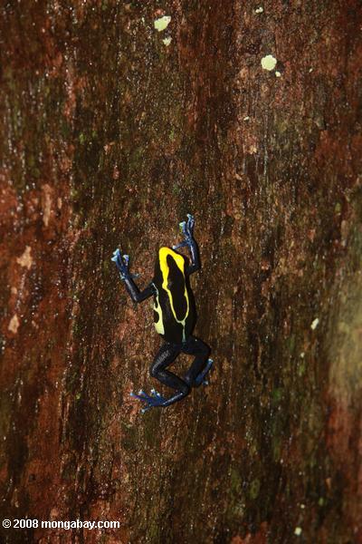 желтый и синий яд стрелку лягушка альпинизм ствола дерева
