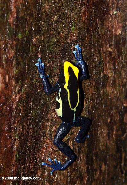 黄色と青の矢印毒カエルを木の幹を登る