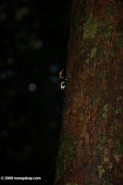 amarillo y azul, la rana veneno de flecha subir un tronco de árbol