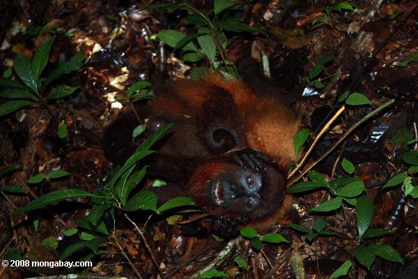 red Howler Monkey getötet als Quelle von Lebensmitteln durch Jäger