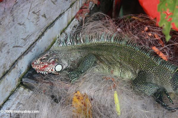 iguana morta por caçadores