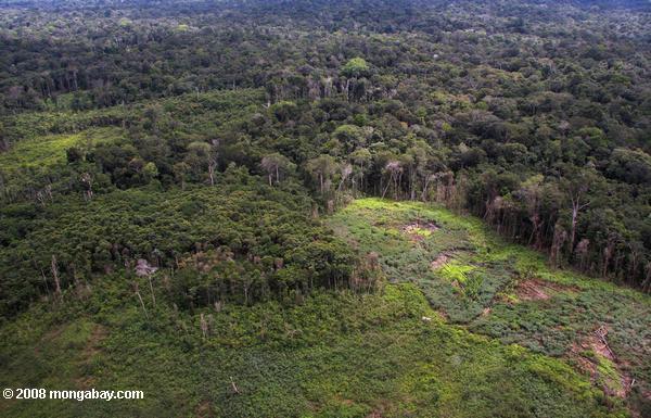 L'agriculture itinérante par le Trio tribu dans la forêt tropicale du Sud Suriname