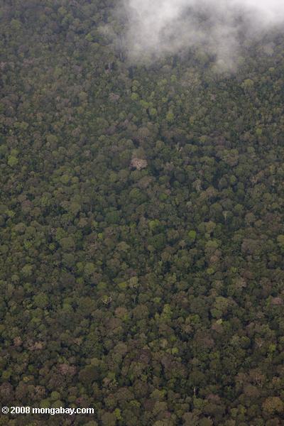 熱帯雨林の林冠飛行機から見た