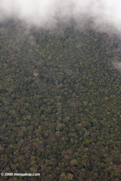 熱帯雨林の林冠飛行機から撮影
