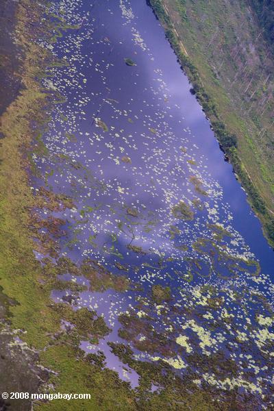 водно-болотных угодий в прибрежных Суринам