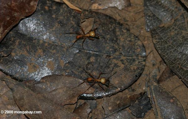 las hormigas en el suelo del bosque
