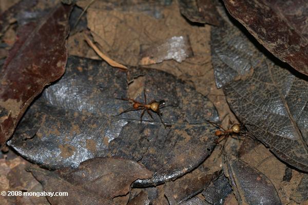 муравьев на лес пол
