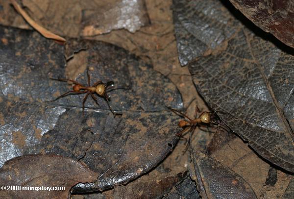 las hormigas en el suelo del bosque