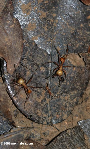 Les fourmis sur le tapis forestier
