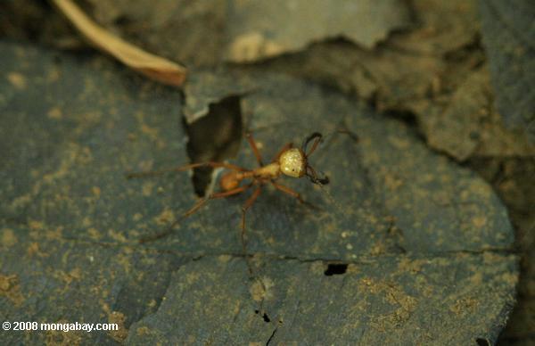 тропических муравьев