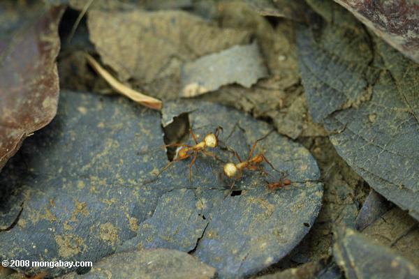 муравьев на лес пол