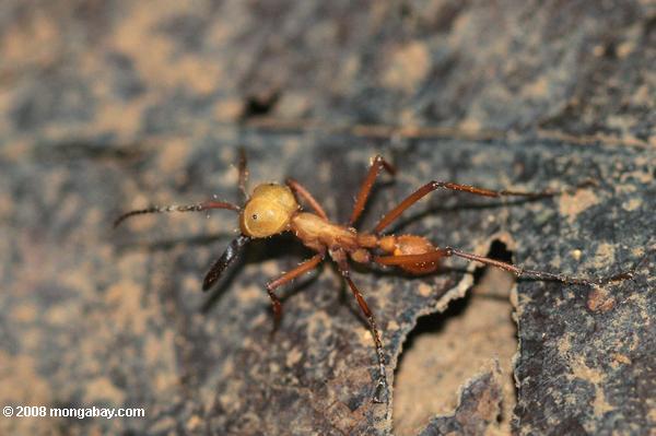 тропических муравьев