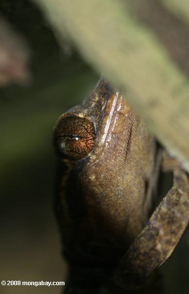 カブ-ヤモリ尾（ thecadactylus rapicauda ）