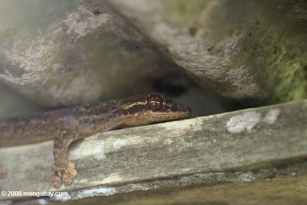 Navet Gecko à queue (Thecadactylus rapicauda)