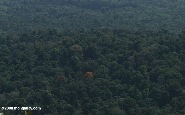 навесом тропического леса