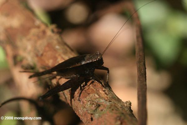 marrón oscuro cricket