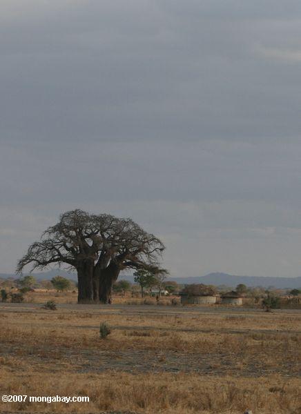 Baobab Baum neben einem Massai manyatta