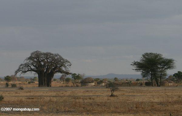 Baobab árbol al lado de un pueblo Maasai