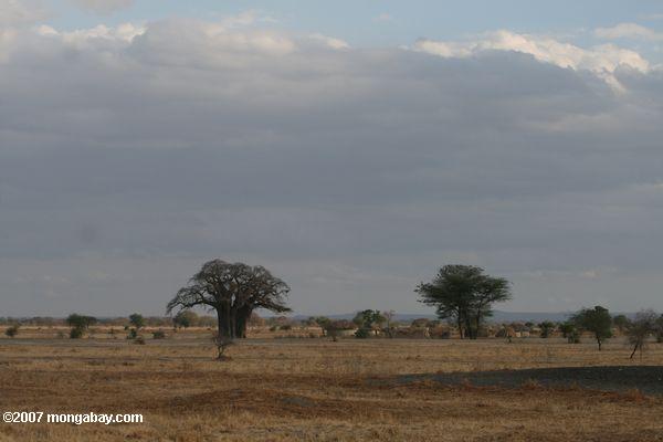 Baobab Baum neben einem Massai Dorf