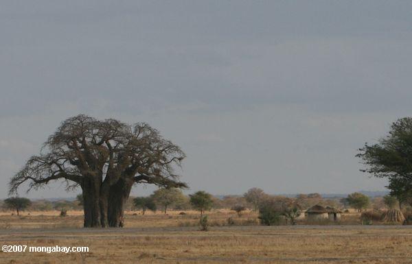 баобаб дерево возле деревни масаи
