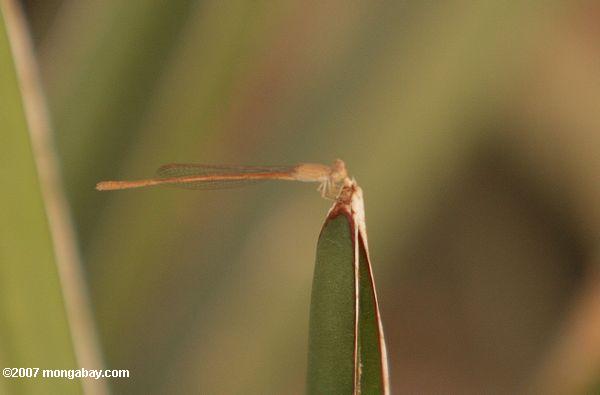 White libélula en una planta