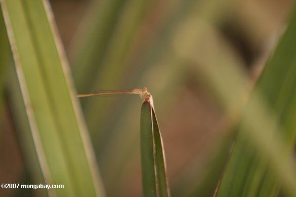 White libélula en una planta de hoja