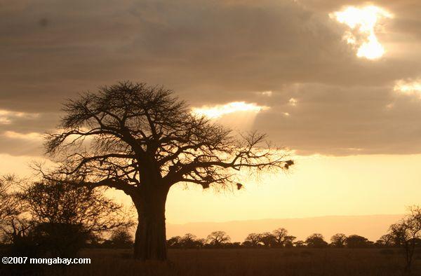 Baobab árbol a la puesta del sol