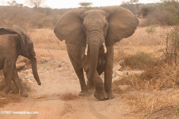 Approaching elefante