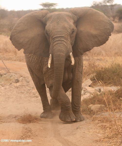 Approaching Africano elefante