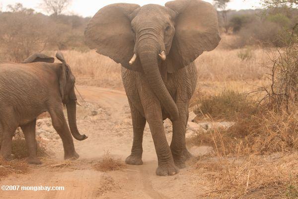 Approaching Elefanten