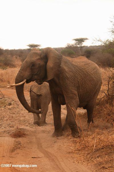 Elephant defensa de un bebé