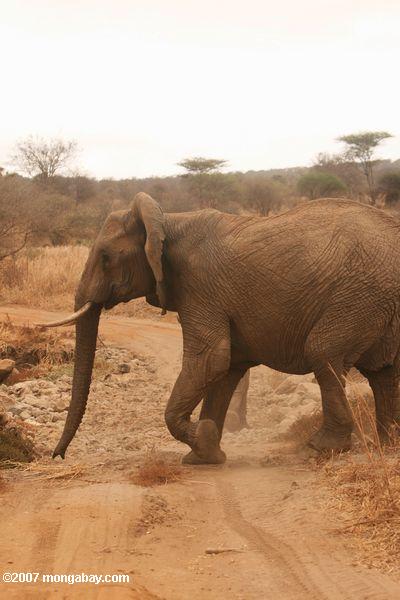 Африканский слон куста (loxodonta africana)