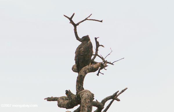 Martial Eagle (Polemaetus bellicosus) au sommet d'un arbre