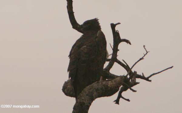 Martial Eagle (Polemaetus bellicosus) auf einem Baum