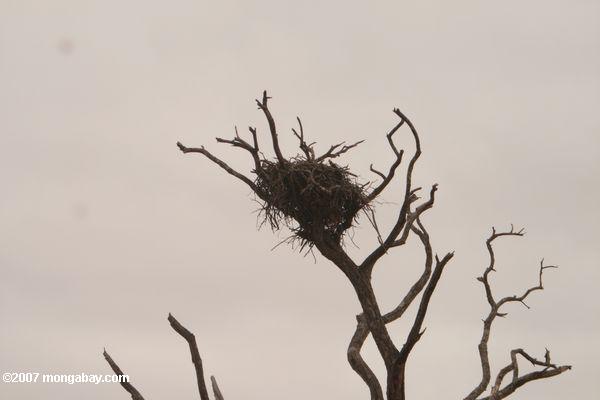 Eagle nid