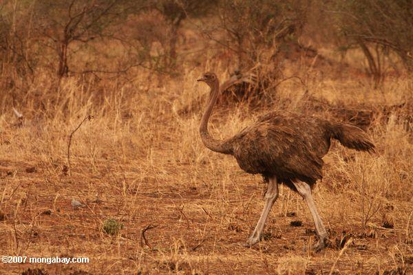 Mujeres de avestruz, la más grande del mundo y la más pesada de aves