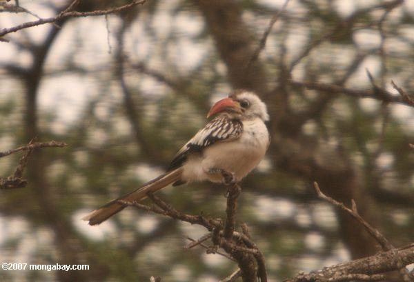 Rouge à bec Hornbill (Tockus erythrorhynchus)