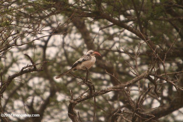 Rouge à bec Hornbill (Tockus erythrorhynchus)