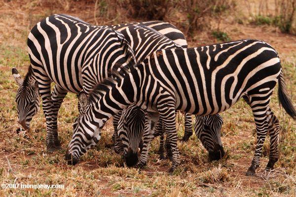 Massai Zebra (Equus quagga burchellii)