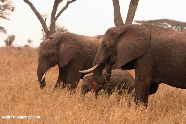 Par de elefantes africanos con una ternera