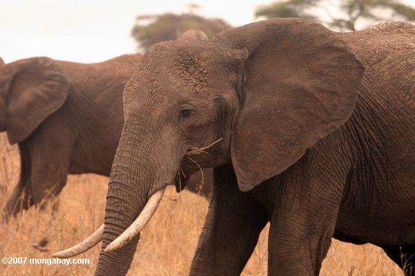 Африканский слон ест траву саванны