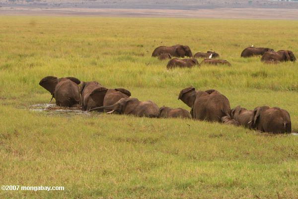 Los elefantes africanos caminando en un humedal