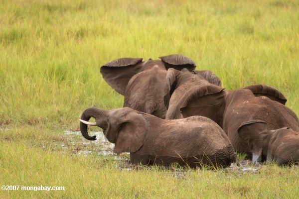 Los elefantes africanos potable en un humedal