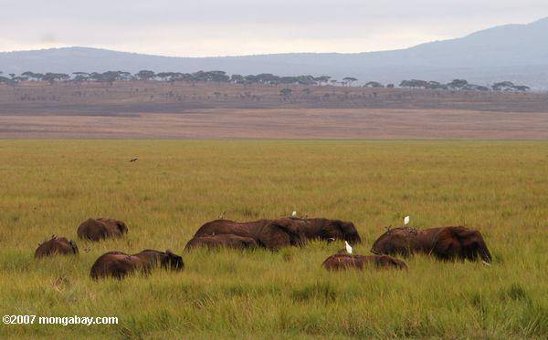 Los elefantes africanos en un humedal