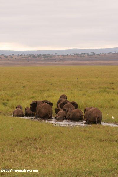 Los elefantes africanos caminando en un pantano