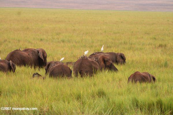 Afrikanische Elefanten mit Rinder Reiher und wattled Stare auf dem Rücken