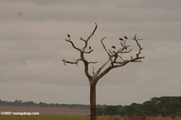 木の頂上にabdimのコウノトリ（チコニアabdimii ）
