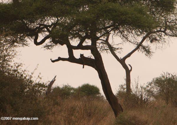 アフリカのヒョウのアカシアの木で休憩