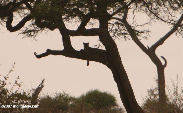 アフリカのヒョウのアカシアの木で休憩