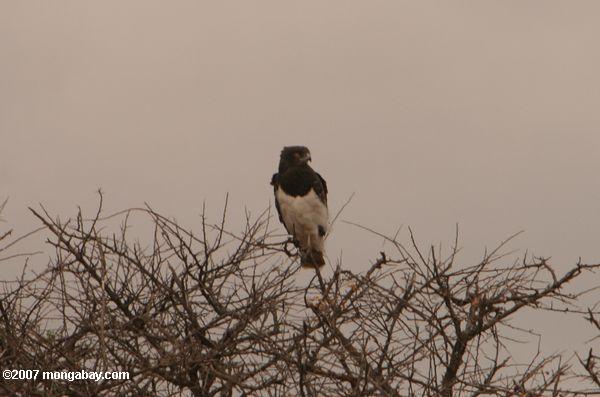 давно crested орел (lophaetus occipitalis)